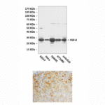 Anti-FGF-8: Rabbit Fibroblast Growth Factor 8 Antibody