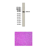Anti-MAO-B: Rabbit Monoamine Oxidase B Antibody