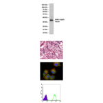 Anti-NME1/NM23-H1: Mouse NME/MN23-H1 Antibody