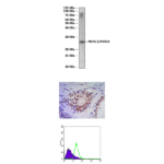 Anti-NKX3.1/NKX3A: Mouse NKX3.1/NKX3A Antibody