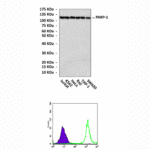 Anti-PARP-1: Mouse PARP-1 Antibody