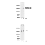 Anti-Phospho-c-Met: Polyclonal c-Met, Phospho-Tyr1234,1235 Antibody