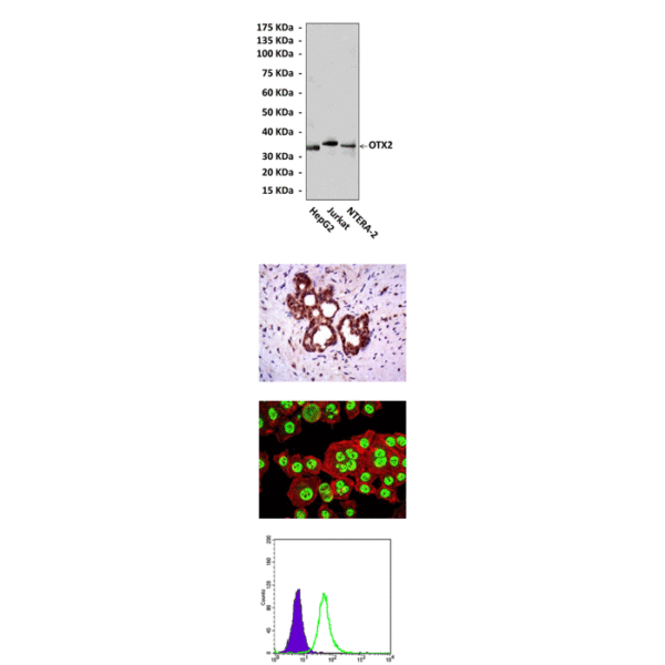 Anti-OTX2: Mouse OTX2 Antibody