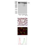 Anti-MCM2: Mouse MCM2 Antibody