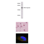 Anti-SORL1: Mouse Neuronal Sortilin-Related Receptor Gene 1 Antibody