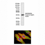 Anti-MAT/MATN1: Mouse MAT/MATN1 Antibody