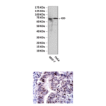 Anti-KID: Mouse KID Antibody