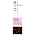 Anti-JHDM3A/JMJD2A/KDM4A: Mouse JHDM3A/JMJD2A/KDM4A Antibody