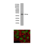 Anti-Nanog: Mouse Nanog Antibody