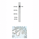 Anti-Ret: Polyclonal Ret Antibody