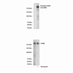 Anti-Phospho-ErbB3: Polyclonal ErbB3/HER3, Phospho-Tyr1289 Antibody
