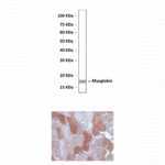 Anti-Myoglobin: Mouse Myoglobin Antibody