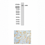 Anti-MPO: Rabbit Myeloperoxidase Antibody