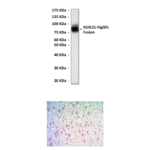 Anti-KLHL21: Mouse KLHL21 Antibody