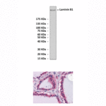 Anti-Laminin B1: Mouse Laminin B1 Antibody