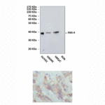 Anti-PAR-4: Monoclonal Prostate Apoptosis Response-4 Antibody