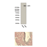 Anti-LRP4: Rabbit LRP4 Antibody