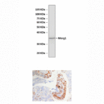 Anti-Morg1: Rabbit Morg1 Antibody