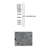 Anti-S100A1: Mouse S100A1 Antibody