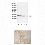 Anti-Ly6A: Rabbit Ly6A Antibody