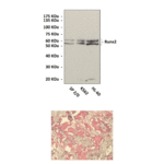 Anti-Runx2/CBFA1: Rabbit Runx2/CBFA1 Antibody