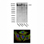 Anti-Stat6: Mouse Stat6 Antibody