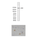 Anti-nNOS: Polyclonal Nitric Oxide Synthase 1 (NOS1) Antibody
