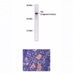 Anti-FES: Mouse Feline Sarcoma Oncogene Antibody