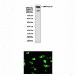 Anti-NMDAR-2B: Rabbit N-Methyl-D-Aspartate Receptor 2B Antibody