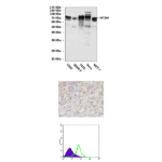 Anti-MTDH: Mouse Metadherin Antibody
