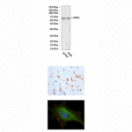 Anti-FMR1: Mouse FMR1 Antibody