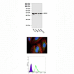 Anti-MEK2/MKK2: Mouse MEK2/MKK1 Antibody
