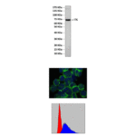 Anti-ITK: Mouse ITK Antibody