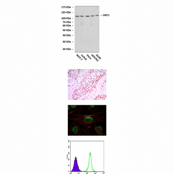 Anti-SIRT1/Sir2: Mouse SIRT1/Sir2 Antibody