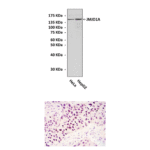 Anti-JMJD1A: Mouse JMJD1A/KDM3A/JHDM2A Antibody
