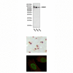 Anti-MDM4: Mouse MDM4 Antibody