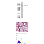 Anti-Integrinα5: Mouse Integrin Alpha 5 Antibody