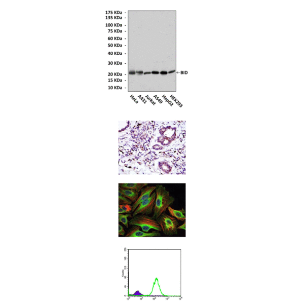 Anti-BID: Mouse BID Antibody