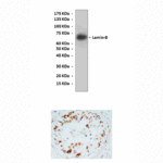 Anti-Lamin-B: Rabbit Lamin-B Antibody