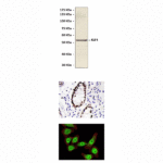 Anti-KLF4: Monoclonal Kruppel-Like Factor 4 Antibody