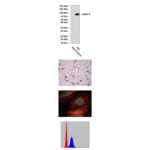 Anti-MMP-9: Mouse MMP-9 Antibody