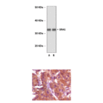Anti-SRA1: Mouse Steroid Receptor RNA Activator Antibody