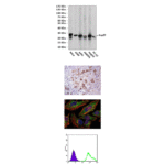Anti-Hsp27: Mouse Hsp27 Antibody