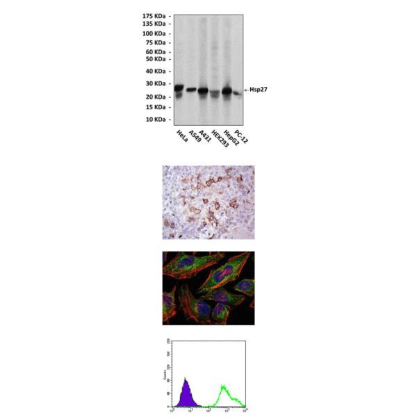 Anti-Hsp27: Mouse Hsp27 Antibody