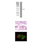 Anti-Sox2: Mouse Sox2 Antibody