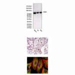 Anti-Stat3: Monoclonal Signal Transducers & Activators of Transcription 3 Antibody