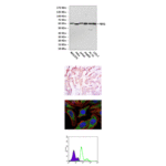 Anti-PDK1: Mouse PDK1 Antibody