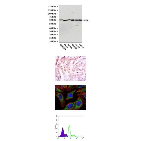 Anti-PDK1: Mouse PDK1 Antibody