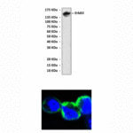Anti-ErbB3: Mouse ErbB3/HER3 Antibody
