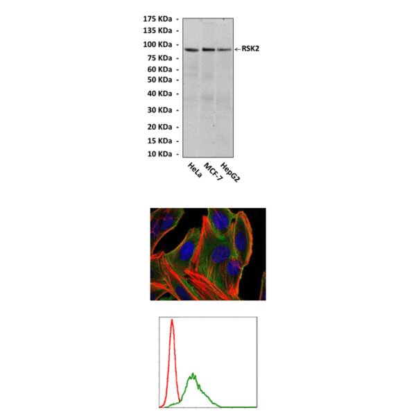 Anti-RSK2: Mouse RSK2 Antibody Product